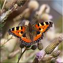 2009_schmetterlinge 0020